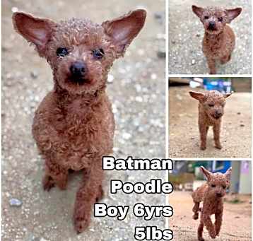 Photo of Batman from Korea