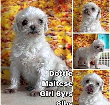 Photo of Dottie from Korea