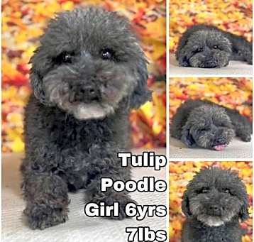 Photo of Tulip from Korea