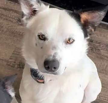 Photo of Ghost