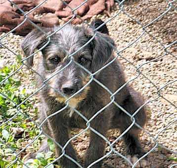 Photo of pup 2
