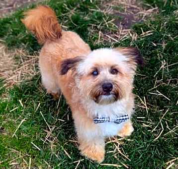Photo of Sherman - Pending Adoption