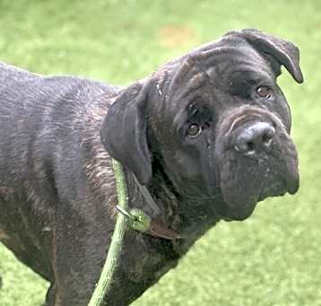 Photo of Rollie