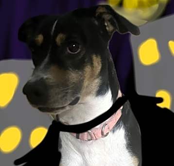 Photo of Gypsy