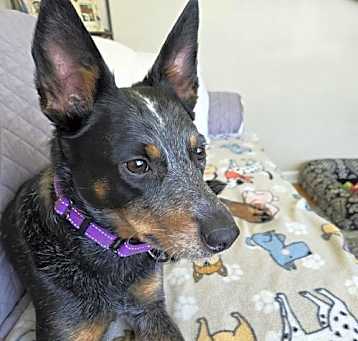 Photo of Rosie