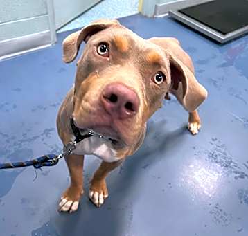 Photo of Bo the Girl