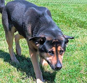 Photo of Rover