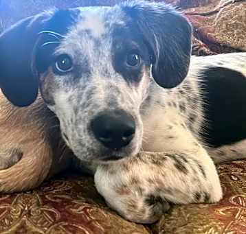 Photo of Buzz