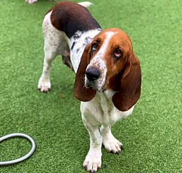 Photo of Dolly 6159