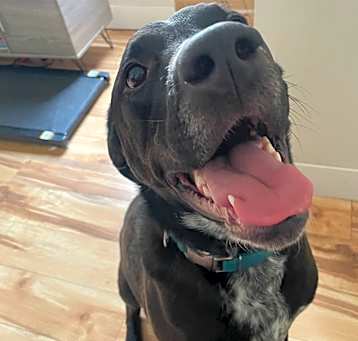 Photo of Rex