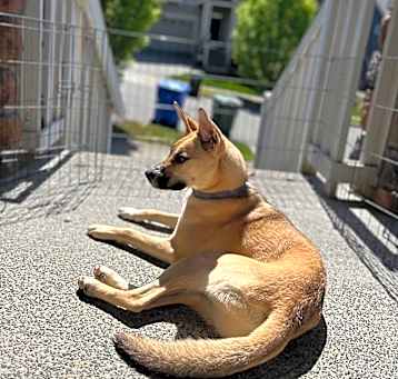 Photo of Rebel