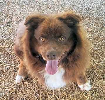 Photo of Koda
