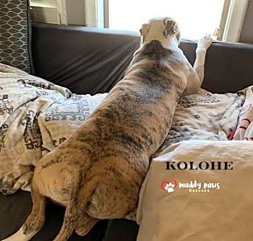 Photo of Kolohe (Courtesy Post)