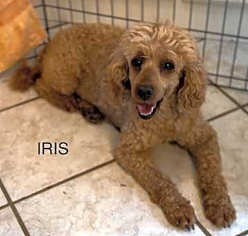 Photo of Iris