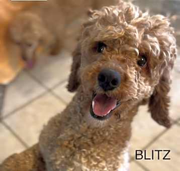 Photo of Blitz