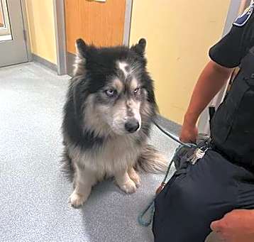 Photo of SCAR