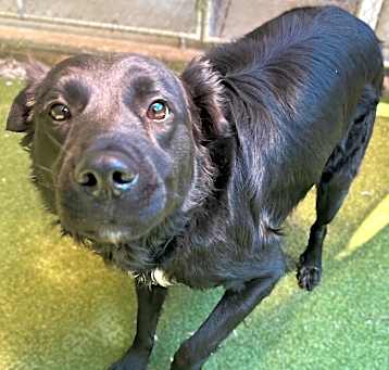 Photo of Zorro