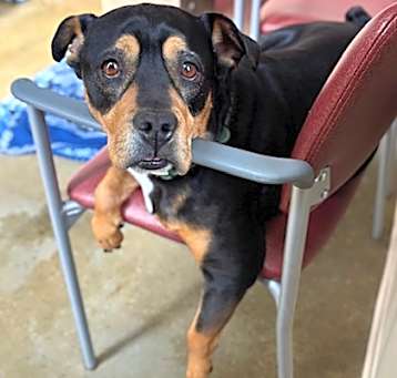 Photo of Rocco