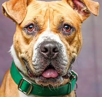 Photo of Scooter