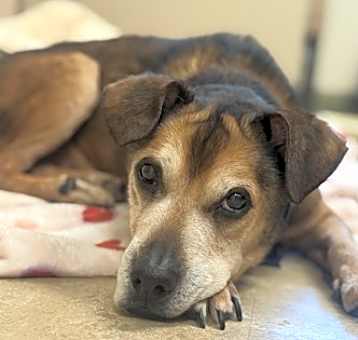 Photo of Buddy