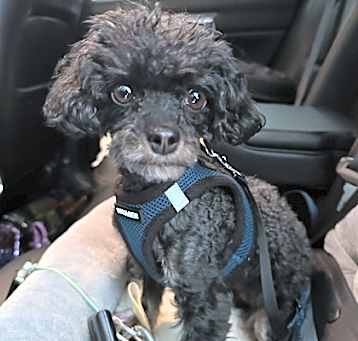 Photo of Tilly