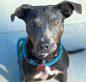 Photo of Oliver