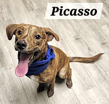 Photo of Picasso