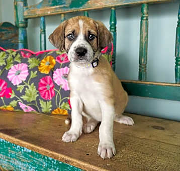 Photo of Dahlia