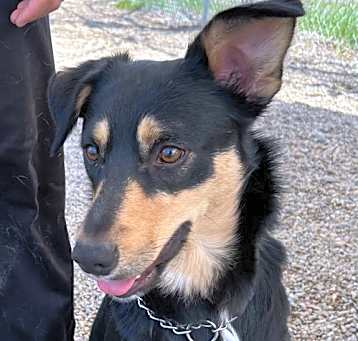 Photo of Archie - Adoption Pending