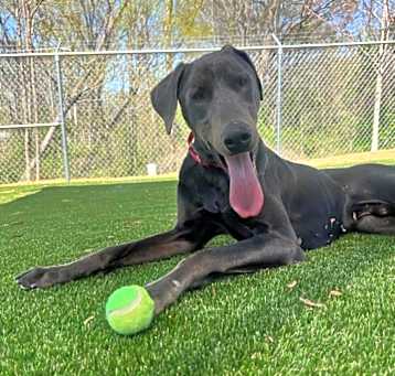 Photo of Rocco