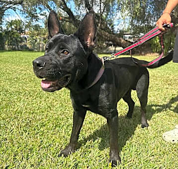 Photo of Blacki
