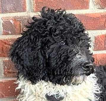 Photo of Bentley