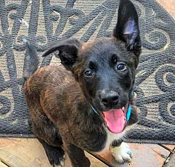 Photo of Snuffles