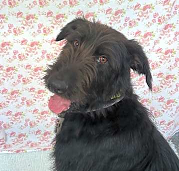 Photo of Ronan