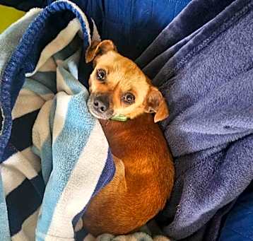 Photo of Chica