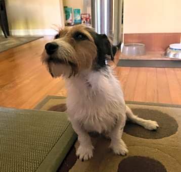 Photo of Sparky