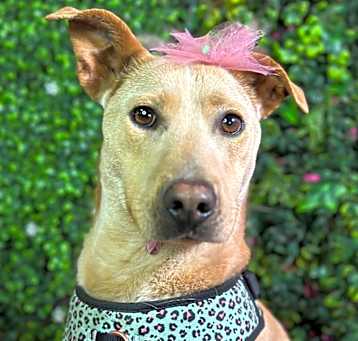 Photo of Bessie