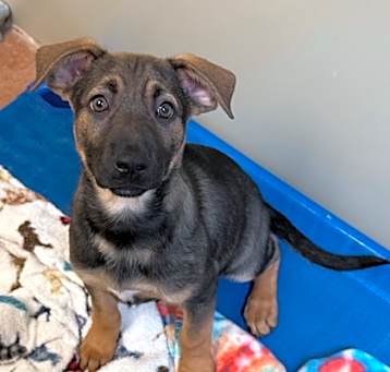 Photo of 88958 Brownie