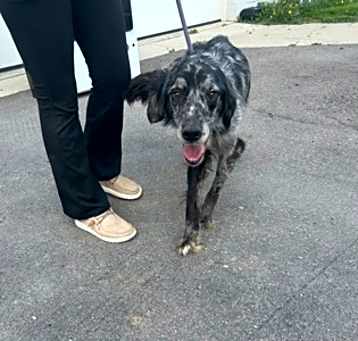 Photo of Diesel