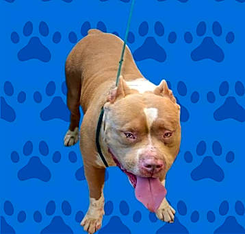 Photo of TYSON