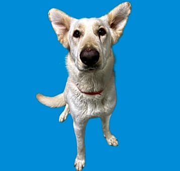 Photo of BLOSSOM