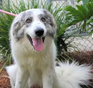 Photo of Scout