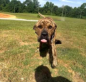 Photo of Bosco