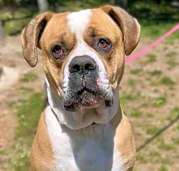 Photo of Goliath