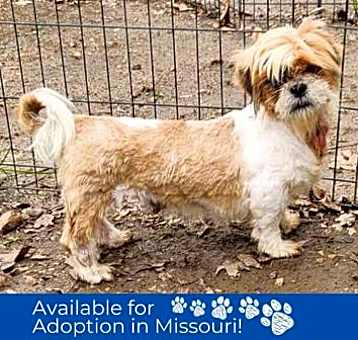 Photo of Kenzi - Missouri