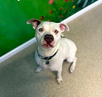 Photo of Remington