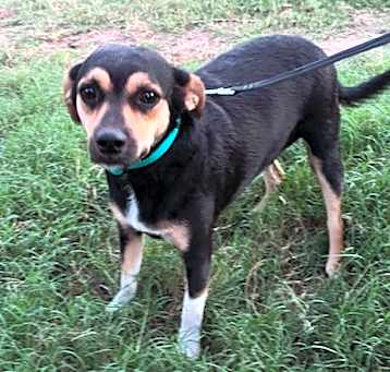 Photo of Fetch