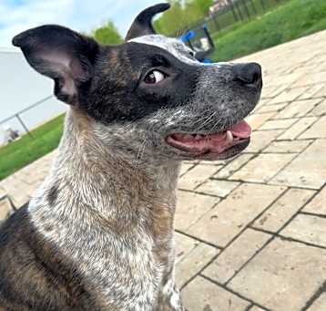 Photo of Bruno