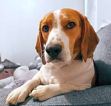 Photo of Remy