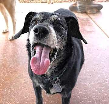 Photo of Rocky - BONDED with Zoey